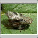 Aphrophora alni - Erlenschaumzikade 04.jpg